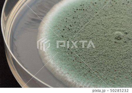 Penicillium expansum ペニシリウム・エクスパンサム アオカビ Penicillium expansum ペニシリウム・エクスパンサム アオカビ 50285232