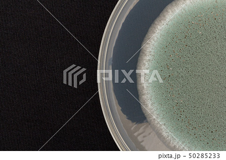Penicillium expansum ペニシリウム・エクスパンサム　アオカビ 50285233