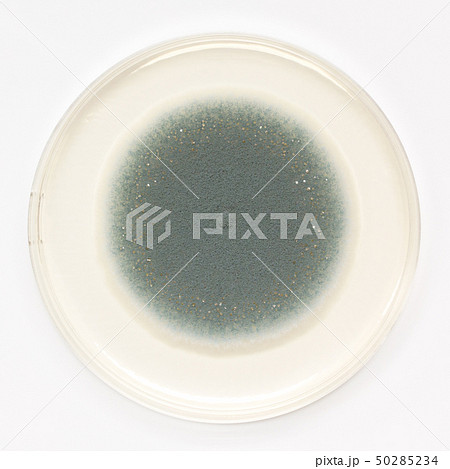 Penicillium expansum ペニシリウム・エクスパンサム アオカビ Penicillium expansum ペニシリウム・エクスパンサム アオカビ 50285234