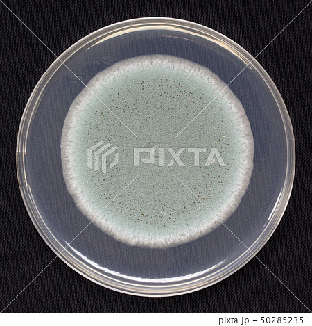 Penicillium expansum ペニシリウム・エクスパンサム アオカビ Penicillium expansum ペニシリウム・エクスパンサム アオカビ 50285235