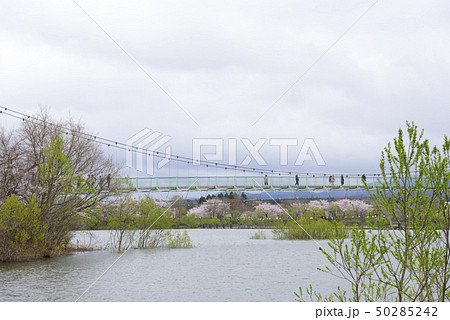 青森県立芦野公園の風景（青森県五所川原市） 50285242