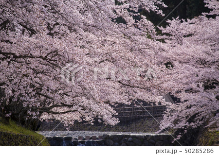 和らぎの道の桜 50285286