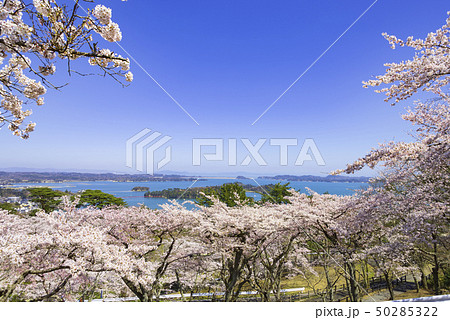 松島　日本三景　西行戻しの松公園　桜　2019年 50285322
