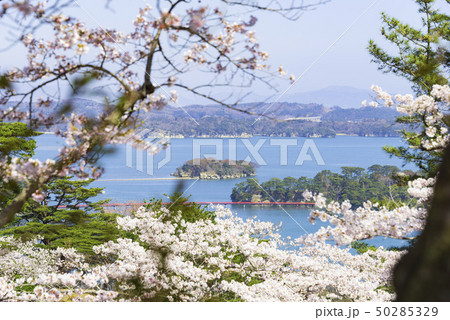 松島　日本三景　西行戻しの松公園　桜　2019年 50285329
