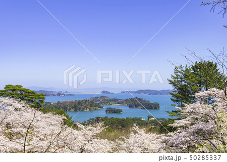 松島 日本三景 西行戻しの松公園 桜 2019年 松島 日本三景 西行戻しの松公園 桜 2019年 50285337