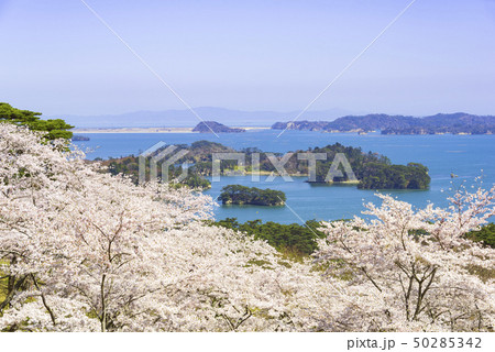 松島　日本三景　西行戻しの松公園　桜　2019年 50285342