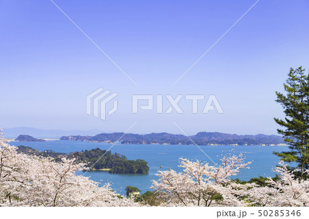 松島　日本三景　西行戻しの松公園　桜　2019年 50285346