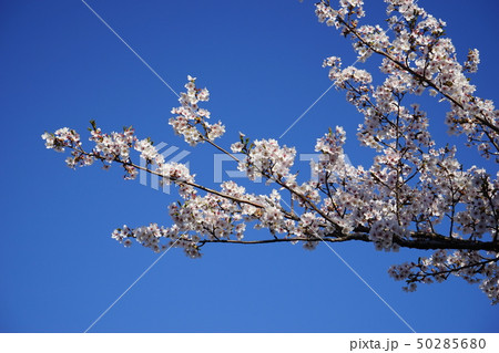 桜の花 桜の花 50285680