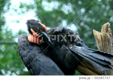 毛づくろいするミナミジサイチョウ 50285737