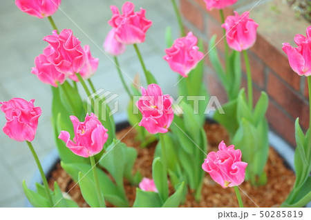 チューリップの花 チューリップの花 50285819