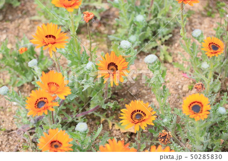 ベニジュームの花 ベニジュームの花 50285830