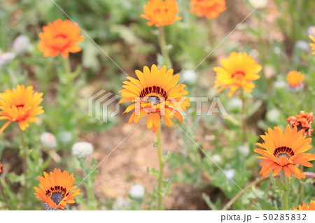 ベニジュームの花 50285832