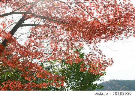 紅葉 50285950