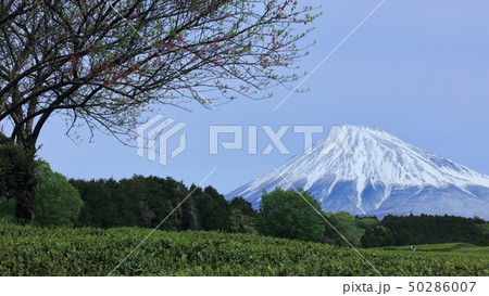 富士と茶畑 富士と茶畑 50286007