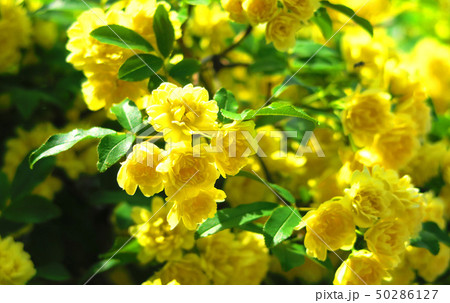 モッコウバラの花 50286127