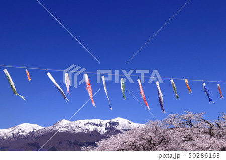 弁天桜と鯉のぼりと残雪の山々 弁天桜と鯉のぼりと残雪の山々 50286163