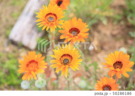 ベニジュームの花 50286186