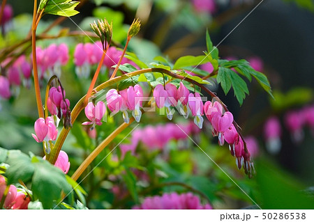 ケマンソウ ケマンソウ 50286538