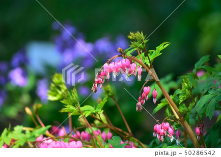 ケマンソウ 50286542