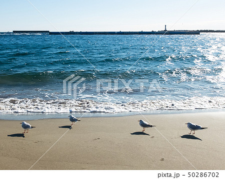 海辺のカモメ 海辺のカモメ 50286702