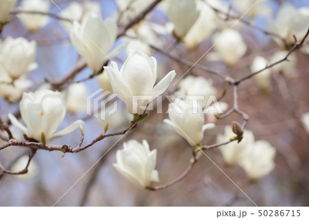 ハクモクレンの花 50286715