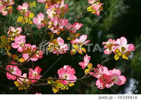 赤と黒・ハナミズキ１ 50286816