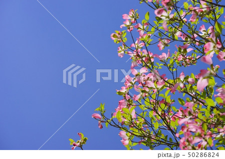 青空とピンクのハナミズキ１ 50286824