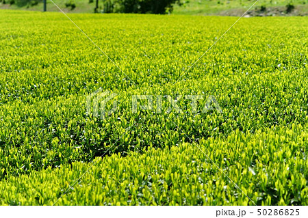 京都・和束原山の新茶9 京都・和束原山の新茶9 50286825