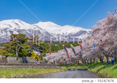 鳥海山と桜の里 50287876