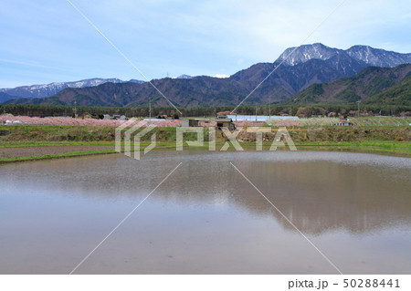 北アルプス山麓　安曇野の春 50288441
