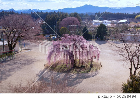 孝子桜 宇都宮城山西小学校 孝子桜 宇都宮城山西小学校 50288494
