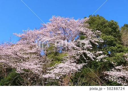 さくら 満開 きれい 杤木 さくら 満開 きれい 杤木 50288724