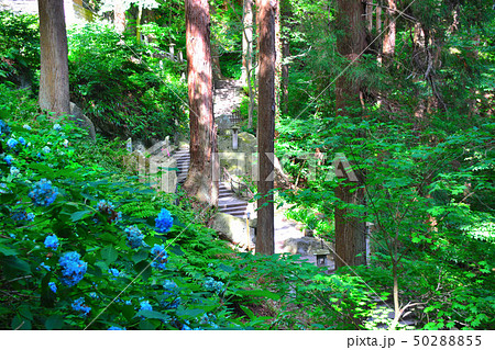 東北・山形・山寺・宝珠山立石寺・日本の四季の美しさを感じながら参道（四寸道）を進む（３） 50288855