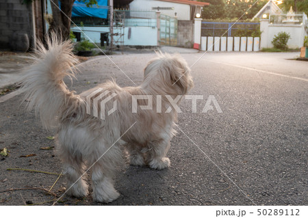 Rear of white shabby small dog on road Rear of white shabby small dog on road 50289112