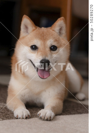 豆柴 豆柴 50289270