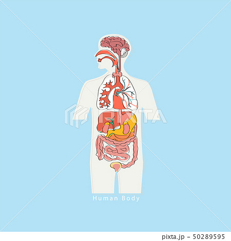 Human anatomy layout. Human anatomy layout. 50289595
