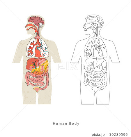 Human anatomy layout. 50289596