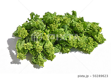 なばな(菜花) なばな(菜花) 50289623