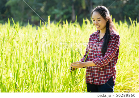 Asian woman farmer in organic rice field 50289860