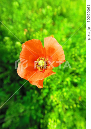 ヒナゲシの花 50290061