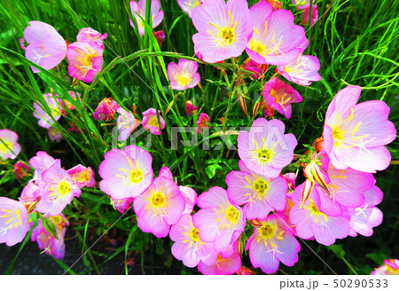 ヒルザキツキミソウの花 ヒルザキツキミソウの花 50290533