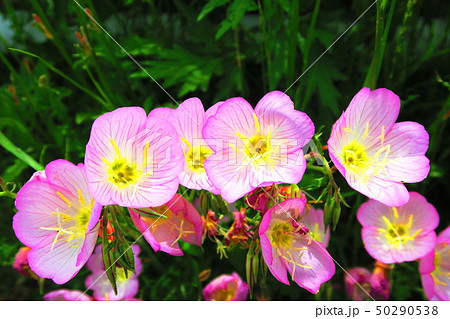 ヒルザキツキミソウの花 ヒルザキツキミソウの花 50290538