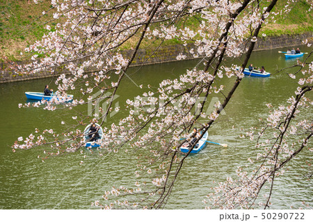 Cherry blossom festival at Chidorigafuchi Park. Cherry blossom festival at Chidorigafuchi Park. 50290722