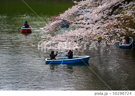 Cherry blossom festival at Chidorigafuchi Park. 50290724