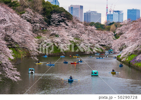 Cherry blossom festival at Chidorigafuchi Park. 50290728