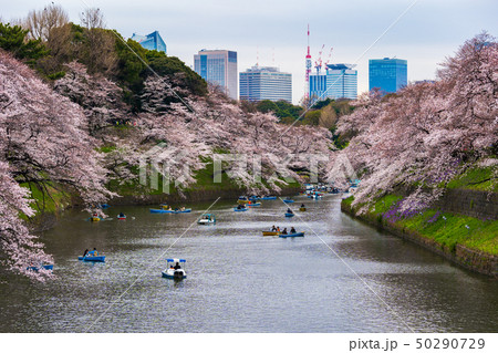 Cherry blossom festival at Chidorigafuchi Park. Cherry blossom festival at Chidorigafuchi Park. 50290729