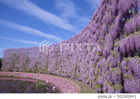 足利市　あしかがフラワーパーク　むらさき藤のスクリーン 50290941