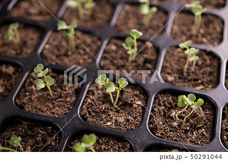 Top view image of young plants growing in nursery  50291044