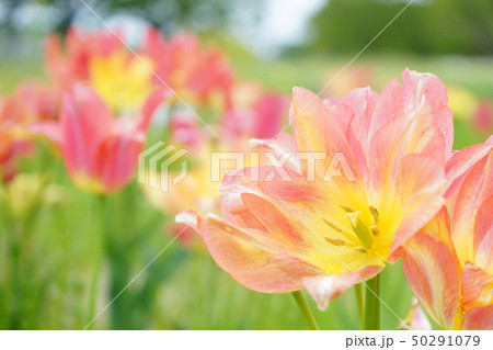 チューリップ② 50291079