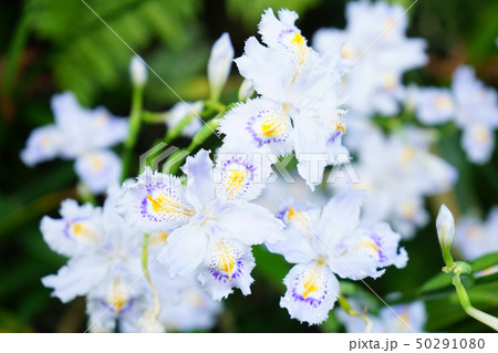 シャガの花① シャガの花① 50291080